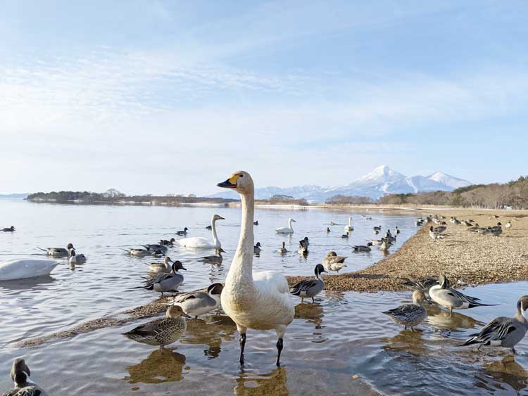 猪苗代湖に飛来する白鳥