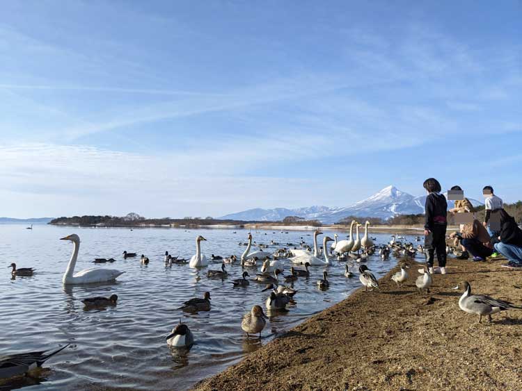 猪苗代湖で白鳥に餌やりをする人たち