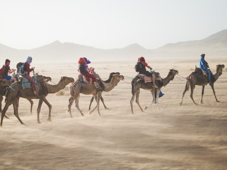 砂漠を横断するラクダの写真