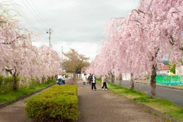 日中線しだれ桜並木の写真スポットや臨時駐車場情報｜喜多方市の日中線情報まとめ