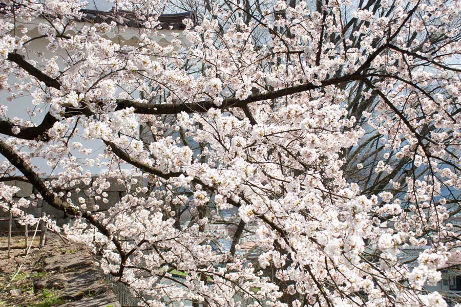 満開に咲き誇る桜の枝