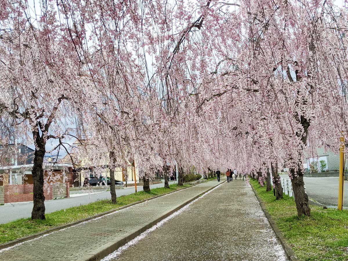 日中線しだれ桜の桜のトンネル
