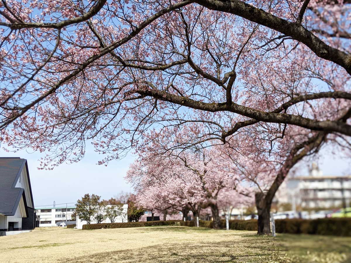 2021年4月2日の福島県立博物館の桜