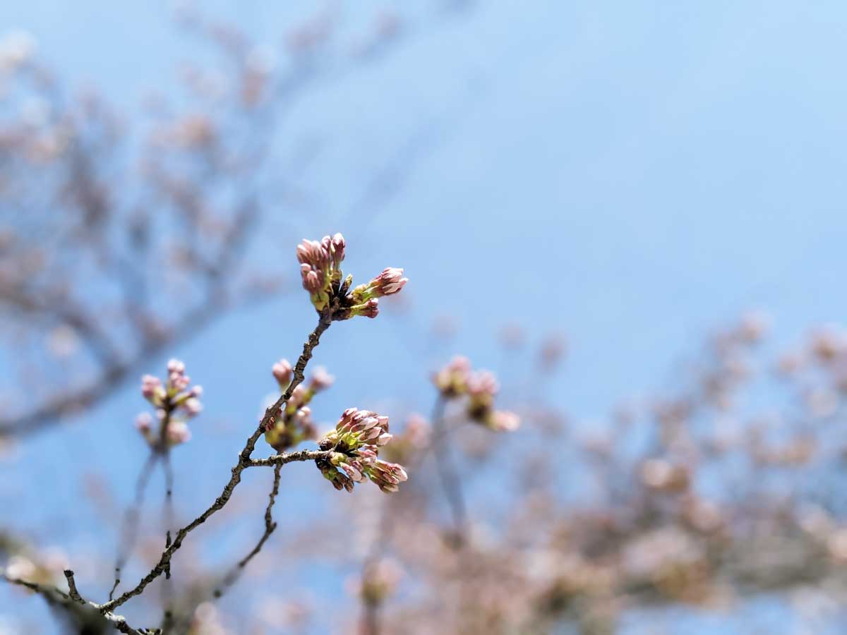2021年4月2日の鶴ヶ城の桜の蕾