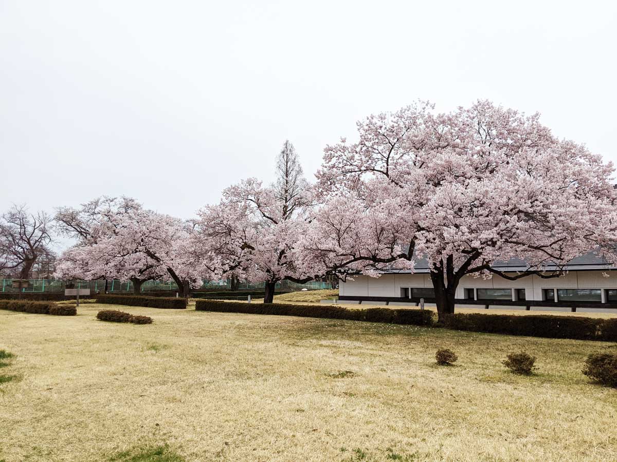2021年4月4日の福島県立博物館の桜