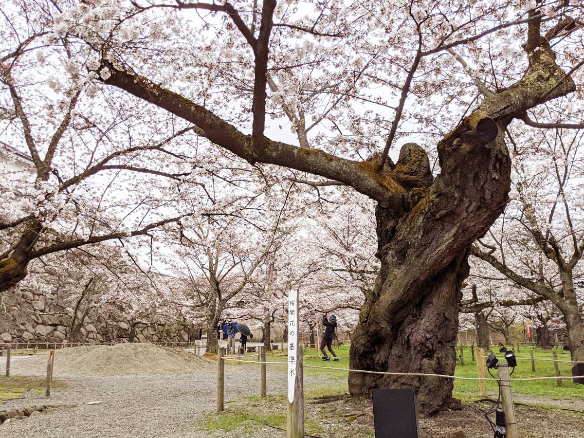 2021年4月4日鶴ヶ城内の桜の開花木