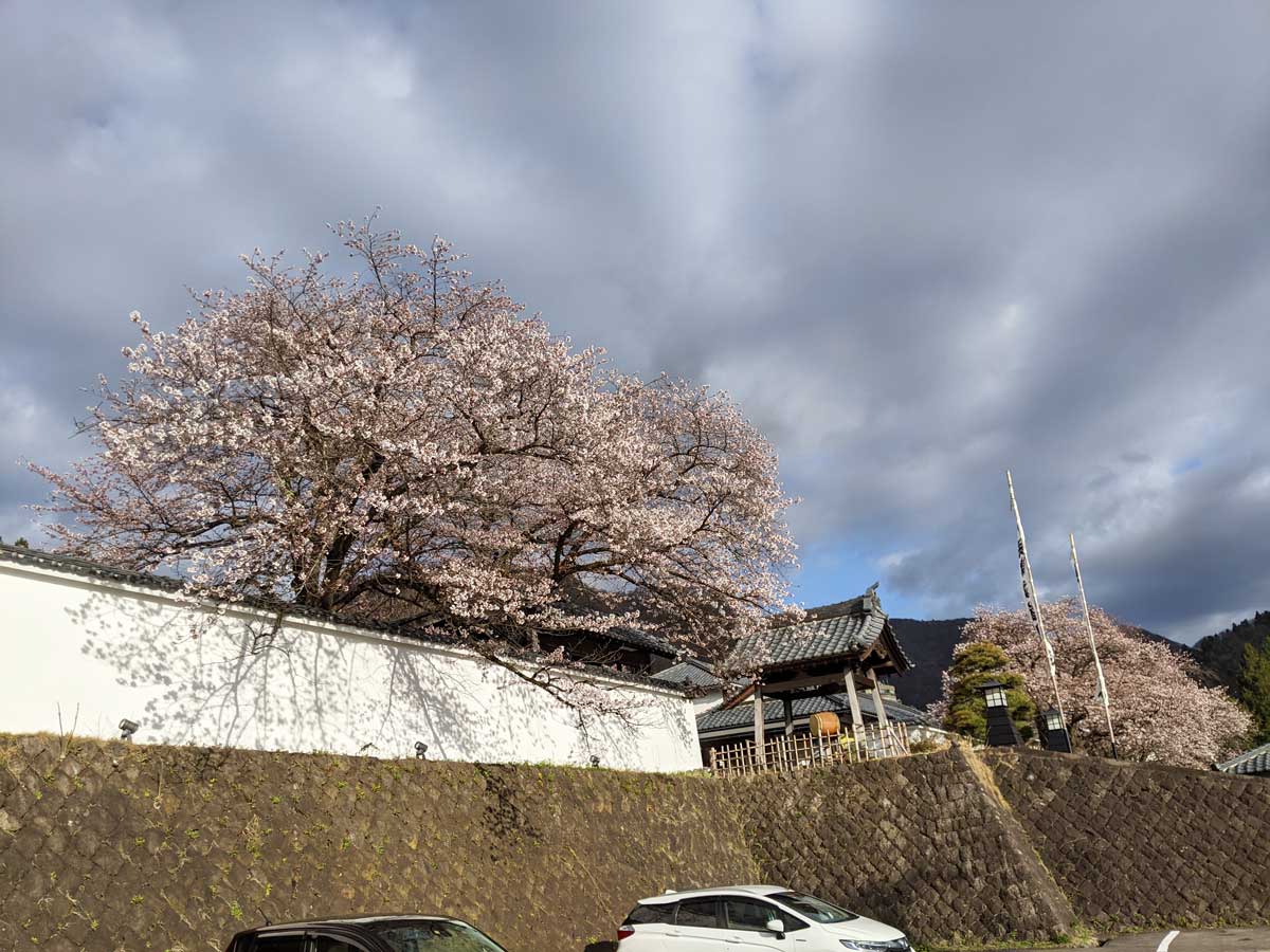 2021年4月6日の会津武家屋敷の桜